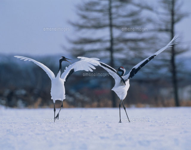 雪原を舞う2羽のタンチョウヅル 鶴居村 北海道
(c)KAZUNORI ARAKI/SEBUN PHOTO