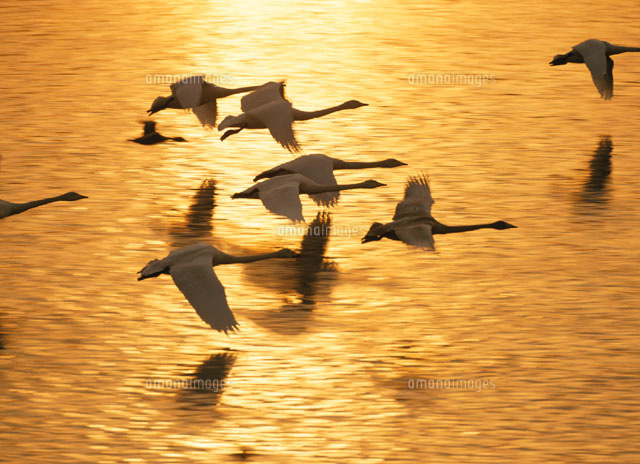 飛行するハクチョウの群れ 伊豆沼付近 宮城県
(c)KAZUNORI ARAKI/SEBUN PHOTO