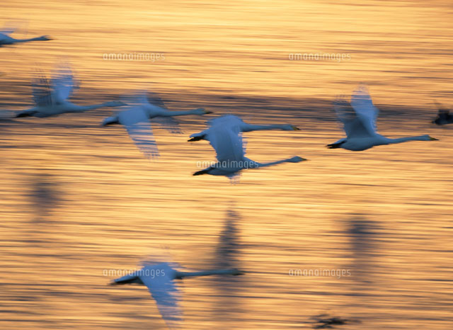 水面を飛行するハクチョウの群れ 伊豆沼付近 宮城県
(c)KAZUNORI ARAKI/SEBUN PHOTO