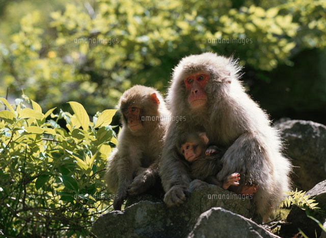 サルの親子 志賀高原 長野県
(c)KAZUNORI ARAKI/SEBUN PHOTO
