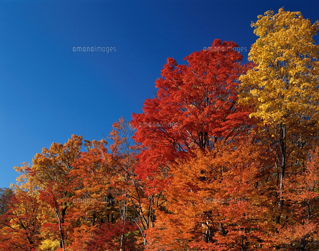 紅葉
(c)KAZUNORI ARAKI/SEBUN PHOTO