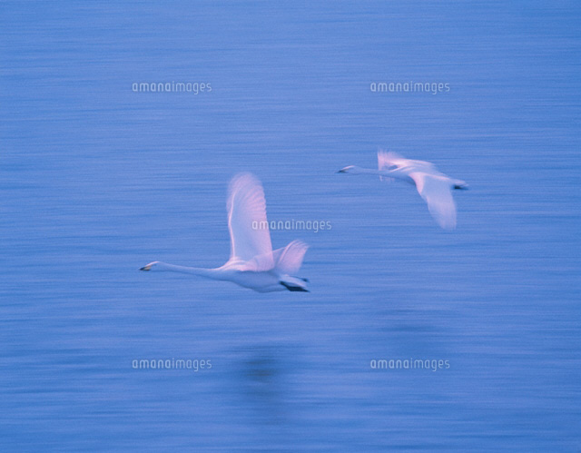 飛ぶ白鳥
(c)KAZUNORI ARAKI/SEBUN PHOTO