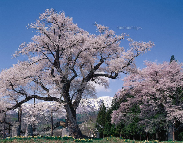 釜の越桜と葉山 白鷹町 山形県
(c)KAZUNORI ARAKI/SEBUN PHOTO