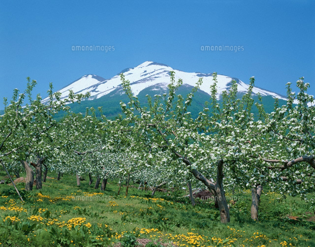 リンゴの花咲く岩木山麓風景 岩木町 青森県
(c)KAZUNORI ARAKI/SEBUN PHOTO