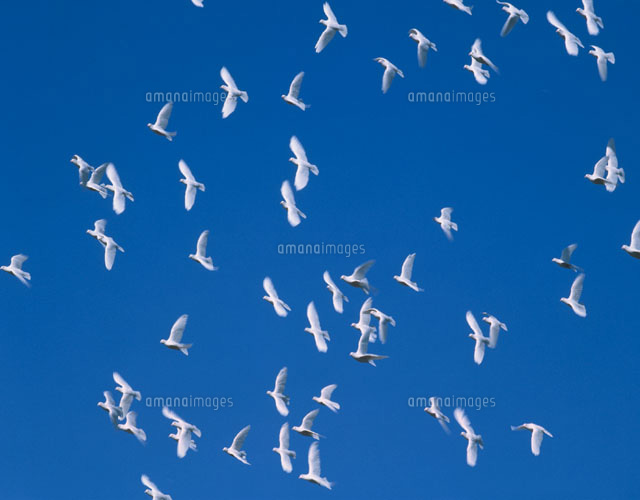 青空を飛ぶハト 山形県
(c)KAZUNORI ARAKI/SEBUN PHOTO