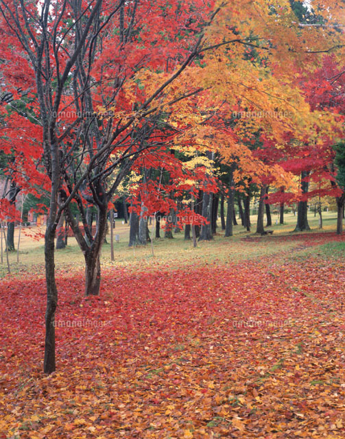 紅葉した公園の風景田沢湖 秋田
(c)KAZUNORI ARAKI/SEBUN PHOTO