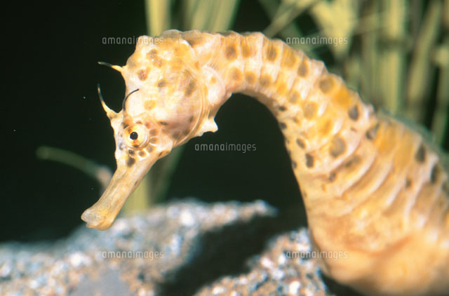 水中のタツノオトシゴのアップ
(c)KAZUNORI ARAKI/SEBUN PHOTO