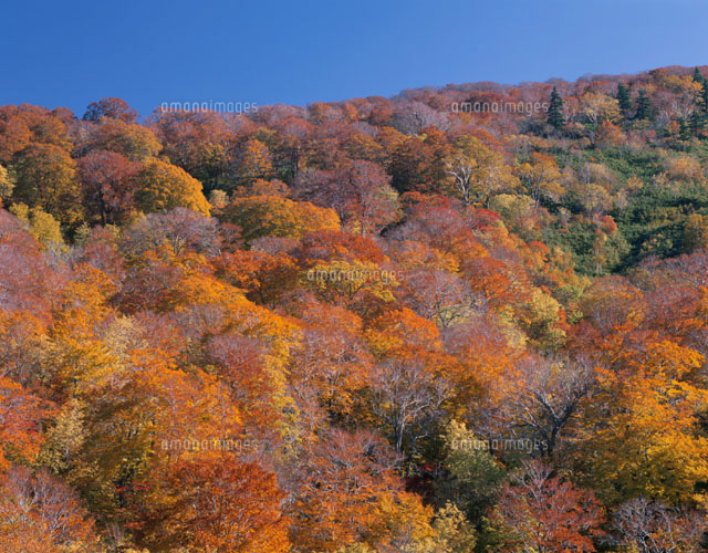 紅葉した森林 八幡平 秋田県
(c)KAZUNORI ARAKI/SEBUN PHOTO