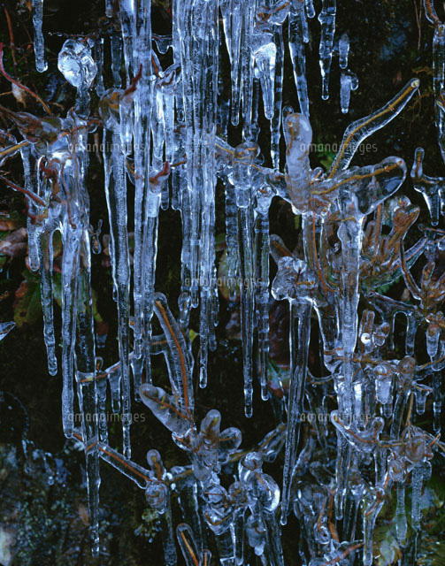 枝についた氷柱
(c)TATSUO SAEKI/SEBUN PHOTO