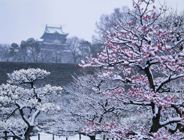 雪の大阪城 大阪府
(c)TATSUO SAEKI/SEBUN PHOTO