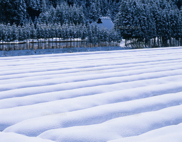 雪に覆われた畑と民家 京北町付近 京都府
(c)TATSUO SAEKI/SEBUN PHOTO