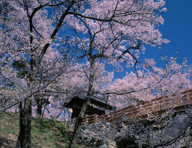 桜咲く高遠城跡 長野県
(c)TATSUO SAEKI/SEBUN PHOTO