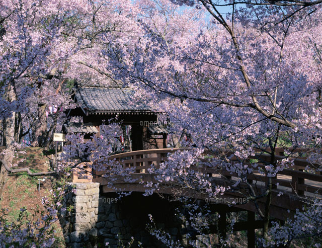 桜咲く高遠城跡 長野県
(c)TATSUO SAEKI/SEBUN PHOTO