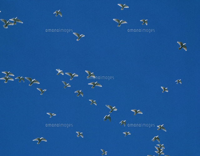 青空の鳩の群れ
(c)STUDIO SATO/orion