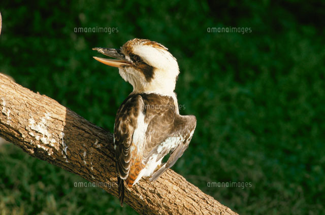 KOOKABURRA
(c)STUDIO SATO/orion