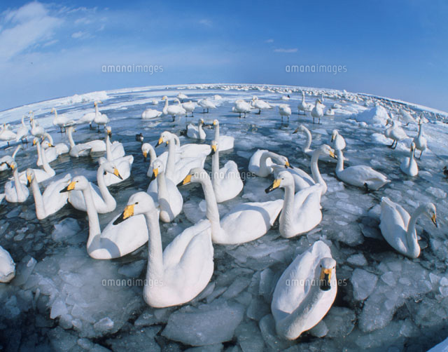 流氷の中を泳ぐハクチョウの群れ 尾岱沼 北海道
(c)STUDIO SATO/orion