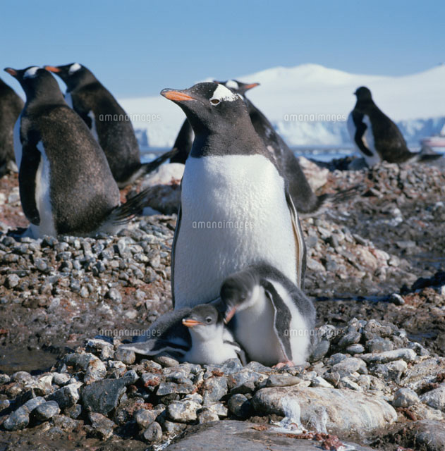 寄り添うゼンツーペンギンの親子 南極
(c)STUDIO SATO/orion