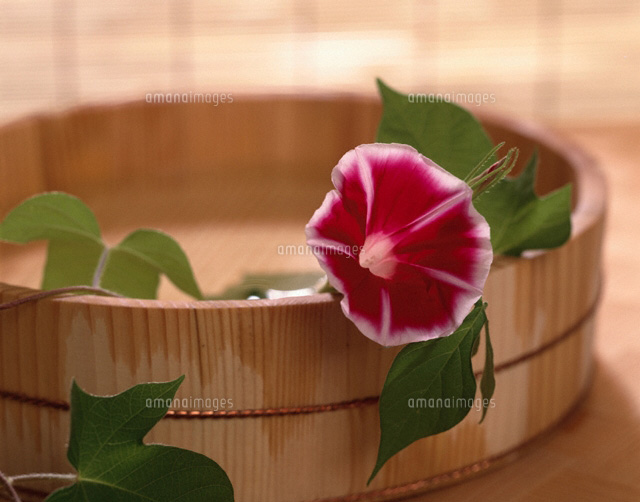朝顔と桶
(c)STUDIO SATO/orion