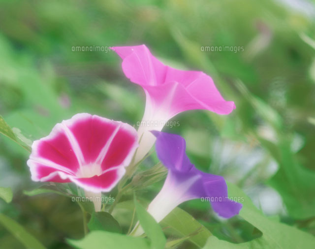朝顔
(c)STUDIO SATO/orion