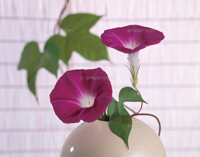 朝顔
(c)STUDIO SATO/orion