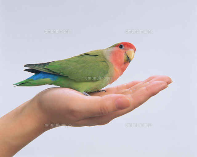 手の平にとまる小鳥(小桜インコ)
(c)STUDIO SATO/orion