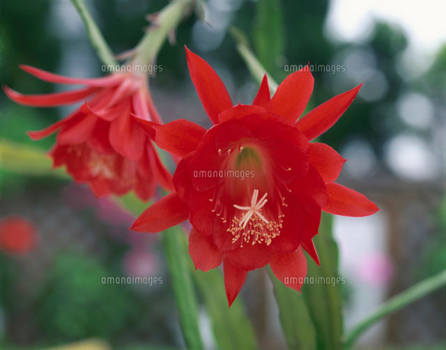 2輪のオランダカクタスの花のアップ(赤)
(c)STUDIO SATO/orion