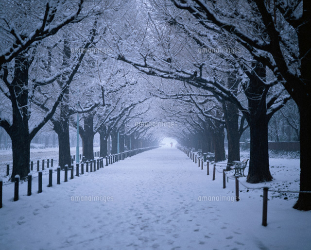 雪の神官外苑のいちょう並木 東京都
(c)STUDIO SATO/orion