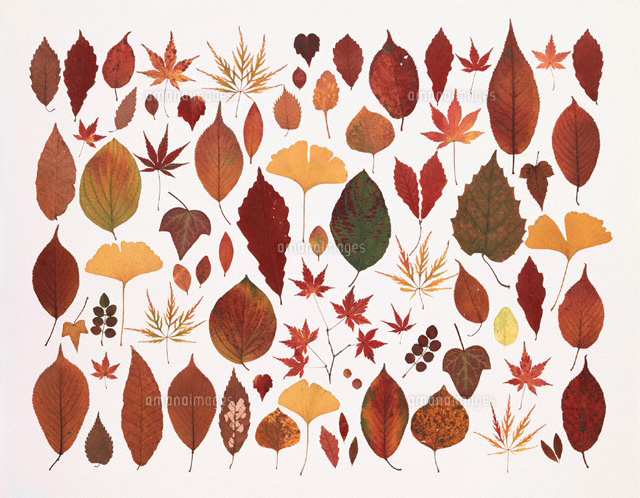 紅葉のパターン
(c)STUDIO SATO/orion