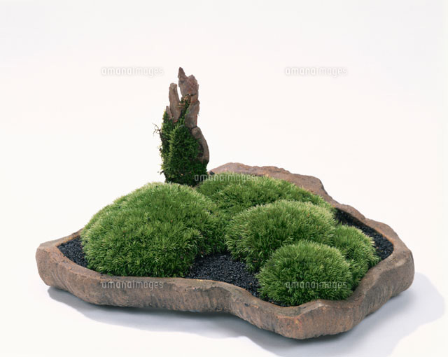 盆栽(コケ)
(c)STUDIO SATO/orion