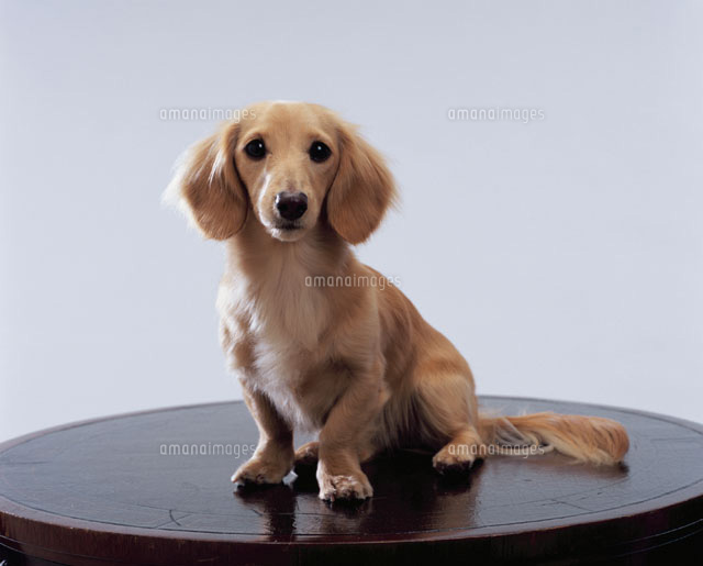 犬(ミニチュアダックスフンド)
(c)STUDIO SATO/MottoPet