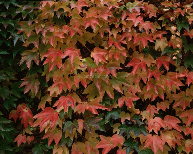 つたの紅葉
(c)SAN HOYANO/SEBUN PHOTO