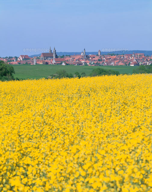 菜の花畑と街並の遠景 ローテンブルク ドイツ
(c)SAN HOYANO/SEBUN PHOTO
