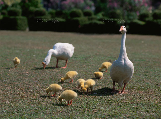芝生を歩くガチョウの親子
(c)KUNIKO SAKAMOTO/SEBUN PHOTO