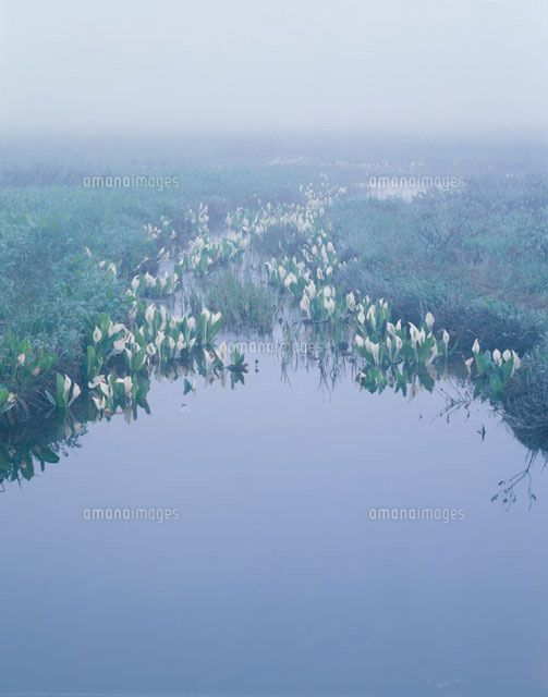 水芭蕉咲く風景 尾瀬 群馬県
(c)MATSUO SAKAI/SEBUN PHOTO