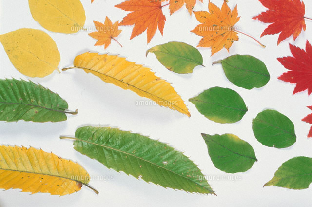 紅葉と黄葉の葉 秋 八ヶ岳
(c)ISAMU SEKIDO/orion