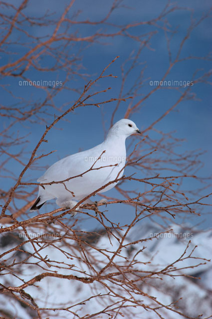 ライチョウ 北アルプス 長野県
(c)TAKAHIRO ATARASHI/SEBUN PHOTO