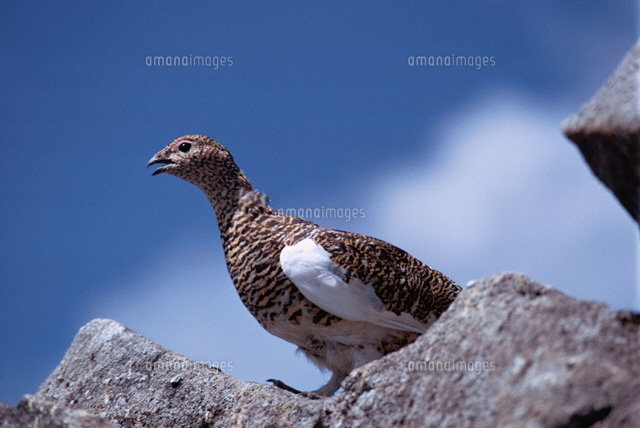 ライチョウ
(c)TAKAHIRO ATARASHI/SEBUN PHOTO