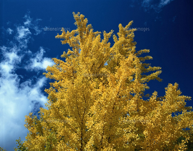 黄葉のイチョウの樹と青空
(c)TAKASHI SATO/SEBUN PHOTO