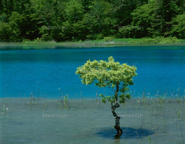 新緑の弁天沼と五色沼 初夏 磐梯 福島県
(c)TAKASHI SATO/SEBUN PHOTO