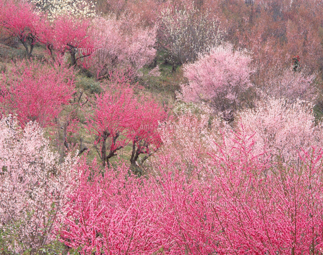 花見山の桜と桃 福島県
(c)TAKASHI SATO/SEBUN PHOTO