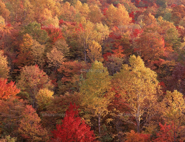 秋の樹々 福島県
(c)TAKASHI SATO/SEBUN PHOTO