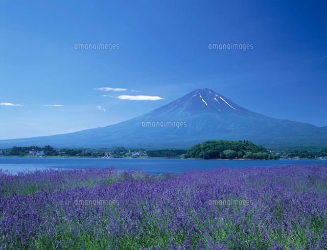 河口湖畔のラベンダー畑と富士山 山梨県
(c)TAKASHI SATO/SEBUN PHOTO
