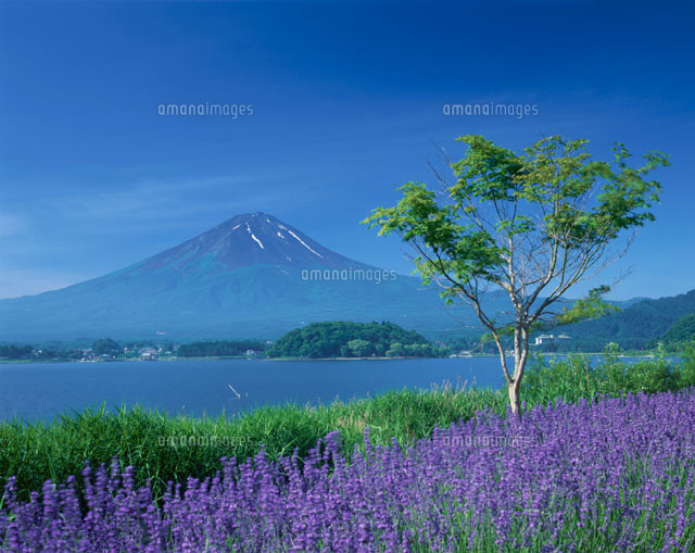 河口湖畔のラベンダー畑と富士山 山梨県
(c)TAKASHI SATO/SEBUN PHOTO