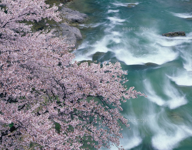 桜の花と清流 福島県
(c)TAKASHI SATO/SEBUN PHOTO