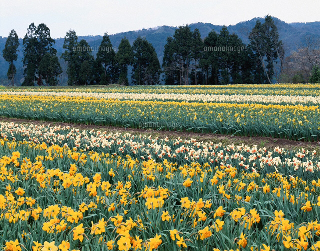 スイセン畑 富山県
(c)TAKASHI SATO/SEBUN PHOTO