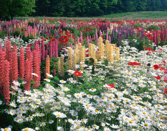 ルピナスとマーガレットの花畑 清里 高根町 山梨県
(c)TAKASHI SATO/SEBUN PHOTO