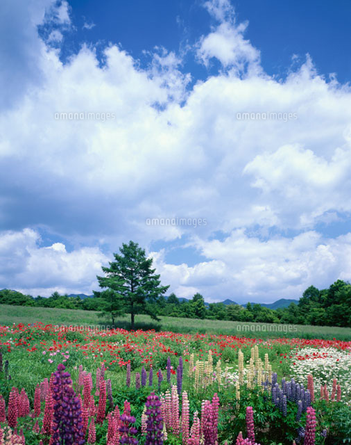 ルピナス咲く風景 山梨県
(c)TAKASHI SATO/SEBUN PHOTO