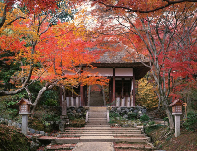 紅葉の常寂光寺の風景 秋 嵯峨野 京都市 京都府
(c)TAKASHI SATO/SEBUN PHOTO
