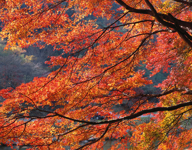 紅葉したカエデの木 足助町 愛知県
(c)TAKASHI SATO/SEBUN PHOTO
