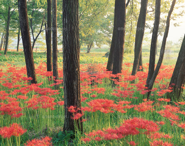 彼岸花と木立(赤) 夏 巾着田 日高市 埼玉県
(c)TAKASHI SATO/SEBUN PHOTO